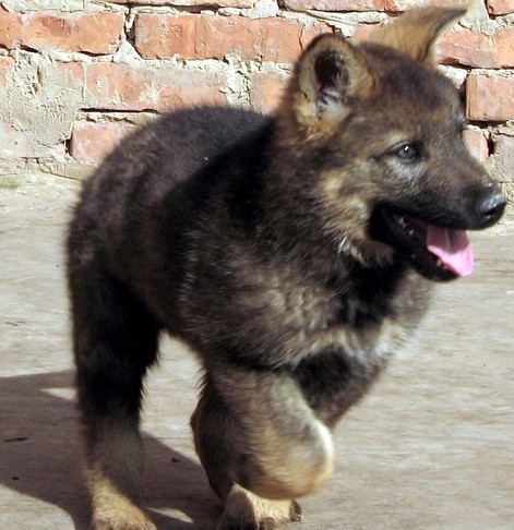临沧耿马县买昆明犬 云南狗场出售纯种昆明犬