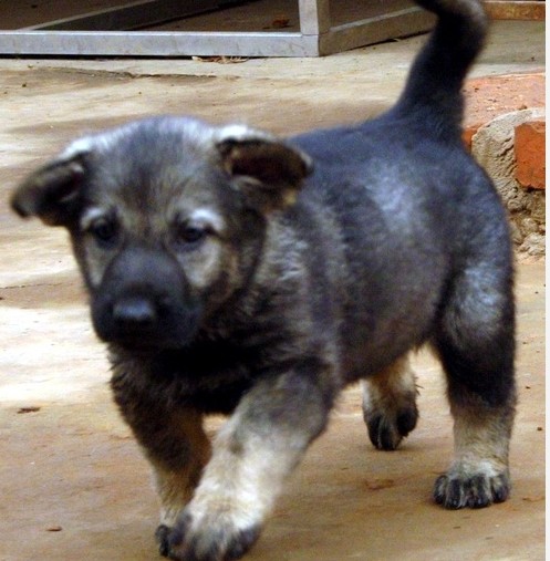 买昆明犬的地方 昆明犬好不好养适应能力怎么