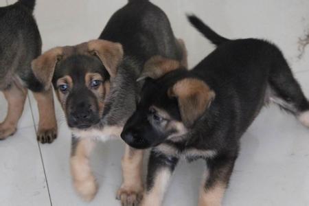 张家口买昆明犬 养犬场纯种昆明犬出售