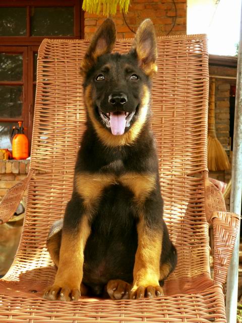 武汉买昆明犬 养狗基地出售漂亮昆明犬