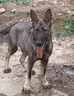 深圳买狗的地方 深圳买纯种昆明犬 狼青犬