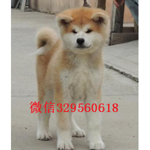 黑龙江黑河哪里能买到纯正血统秋田犬包纯种健