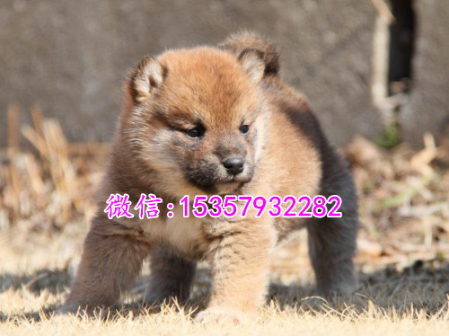 成都哪里有卖秋田犬价格多少 日本秋田幼犬价