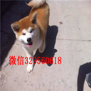 安徽合肥犬舍出售高品质秋田犬包纯种健康专业