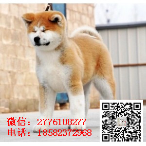 武威哪里有卖秋田犬 日系日本秋田犬多少钱 忠犬八公 秋田犬舍 秋田价格