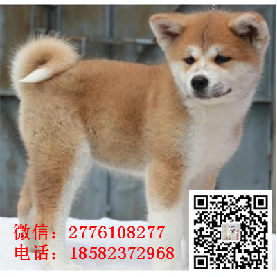 武威哪里有卖秋田犬 日系日本秋田犬多少钱 忠