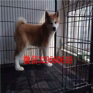 黑龙江牡丹江哪里能买到纯正血统秋田犬疫苗驱