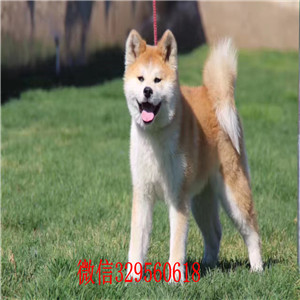 秋田犬多少钱 纯种日系秋田犬出售 沈阳哪里有