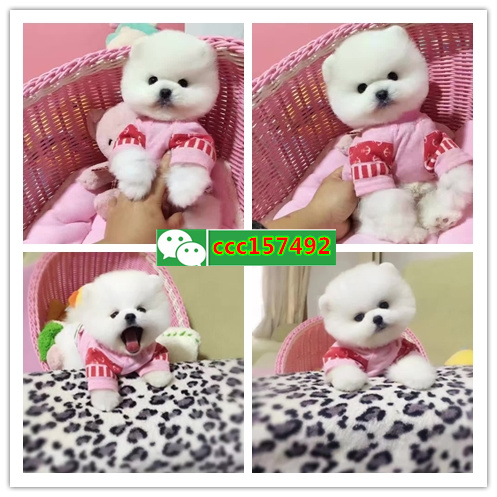 沈阳狗市 沈阳哪里有宠物狗卖 沈阳宠物店