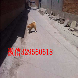 泸州纯种秋田犬出售繁殖基地直销纯种秋田犬纯