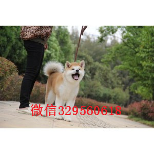 南充纯种秋田犬出售繁殖基地直销纯种秋田犬纯