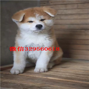 成都哪里有卖秋田犬出售美系秋田犬纯种秋田 包健康纯种秋田哪里有卖 秋田多少钱