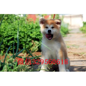 佳木斯哪里有卖秋田犬精品纯种日系笑脸秋田幼
