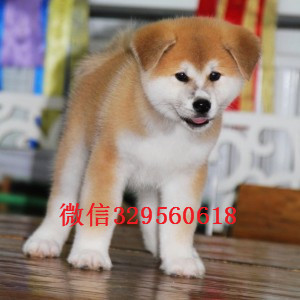 鞍山哪里能买到秋田犬精品纯种日系笑脸秋田幼