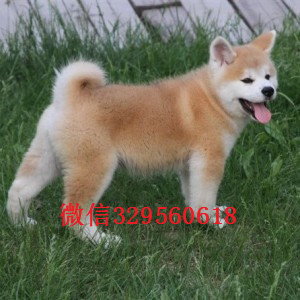 抚顺纯种秋田犬出售精品纯种日系笑脸秋田幼犬
