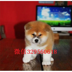 佳木斯秋田犬多少钱一只忠犬八公同款日系秋田日本秋田幼犬 活泼秋田犬多少钱一只