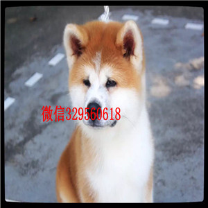 抚顺高品质秋田犬证书齐全出售纯种日系秋田犬幼犬日本秋田幼犬 活泼日本秋田狗出售