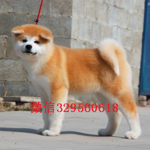 聊城纯种秋田犬有卖纯种赛级秋田多少钱纯种秋田 秋田价格多少纯种秋田犬多少钱一只