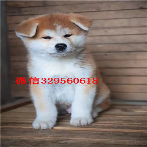 平顶山哪里出售日系秋田犬幼犬忠犬八公同款日系秋田自家秋田犬幼犬纯种出售犬舍出售高品质秋田犬