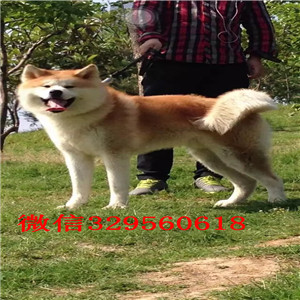 广安秋田犬多少钱一只忠犬八公同款日系秋田出
