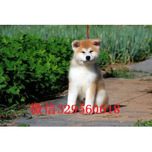 成都秋田犬多少钱一只出售纯种日系秋田犬幼犬出售秋田犬 秋田照片犬舍出售高品质秋田犬
