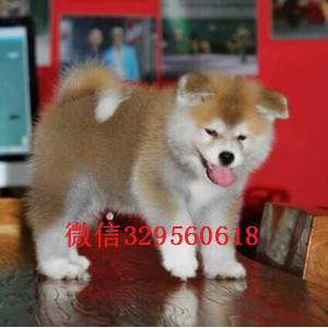 镇江高品质秋田犬证书齐全出售纯种日系秋田犬