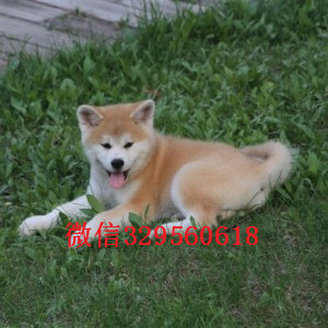 沈阳秋田犬多少钱一只忠犬八公同款日系秋田出