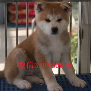 四平秋田犬多少钱一只出售纯种日系秋田犬幼犬自家秋田犬幼犬纯种出售日本秋田狗出售