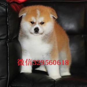 牡丹江高品质秋田犬证书齐全忠犬八公同款日系