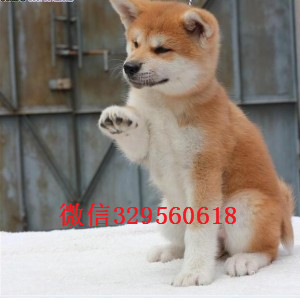 盘锦高品质秋田犬证书齐全出售纯种日系秋田犬