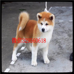 抚顺哪里出售日系秋田犬幼犬出售纯种日系秋田