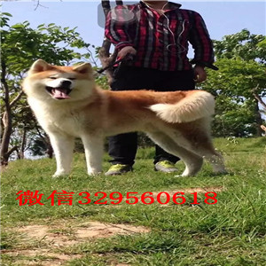 平顶山哪里出售日系秋田犬幼犬忠犬八公同款日系秋田自家秋田犬幼犬纯种出售犬舍出售高品质秋田犬