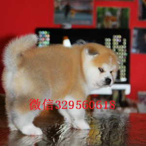 哈尔滨哪里有出售秋田的，多少钱一只秋田犬