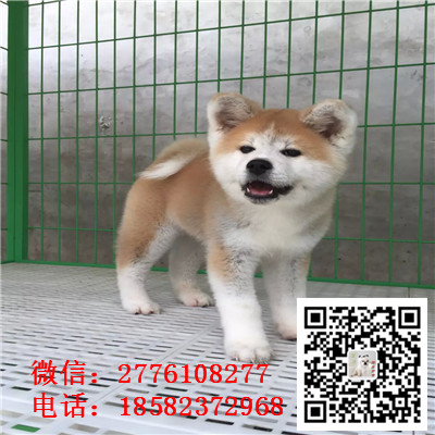 沈阳哪里有纯种秋田犬出售  秋田幼犬哪里的健