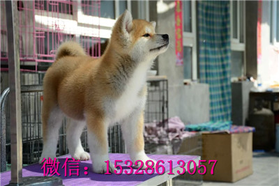 哈尔滨哪里的秋田犬健康日系秋田犬多少钱哪里