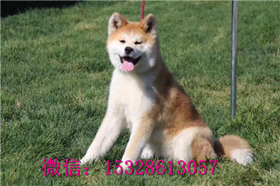 黑河哪里有卖秋田犬纯种秋田犬多少钱哪里的秋