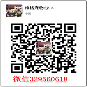 长沙哪里有高品质秋田幼犬出售 赛级血统带证 