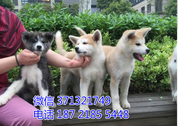 秋田犬出售白色 大型犬日本秋田 哈尔滨犬舍基地 特价宠物