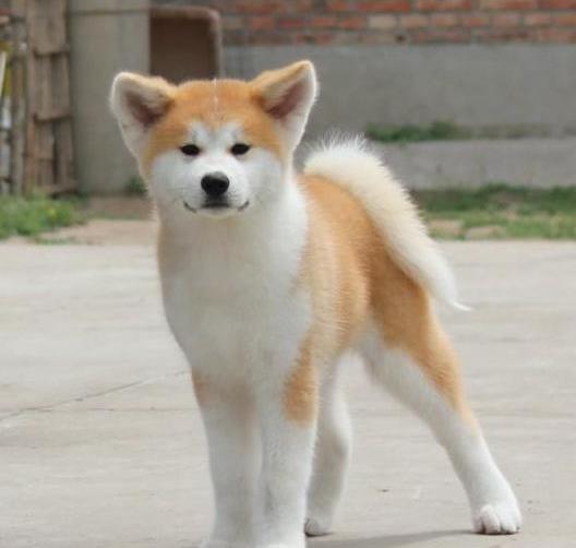 沈阳宠物狗狗犬舍出售纯种秋田犬幼犬活体狗狗