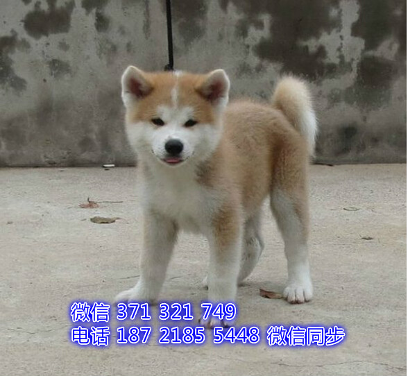 成都特价秋田犬出售纯种幼犬 大型犬 成都犬舍