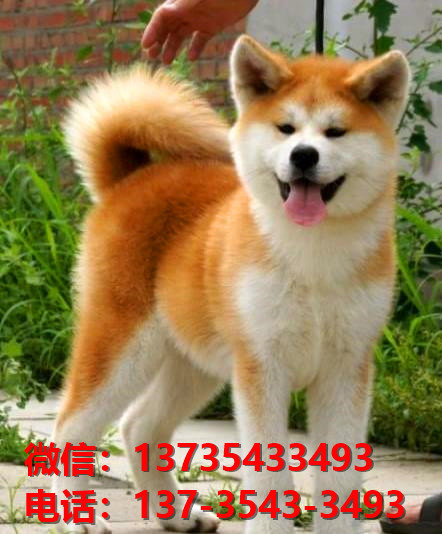 延安宠物狗犬舍出售纯种秋田犬 正宗秋田哪里有卖狗