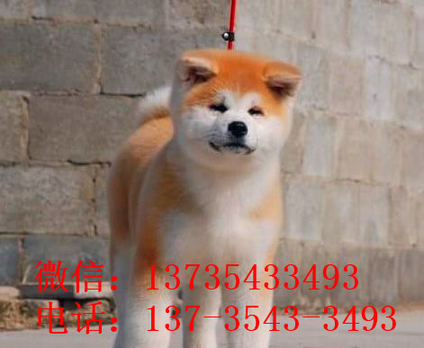 合肥宠物狗狗犬舍出售纯种秋田犬幼犬活体狗狗领养