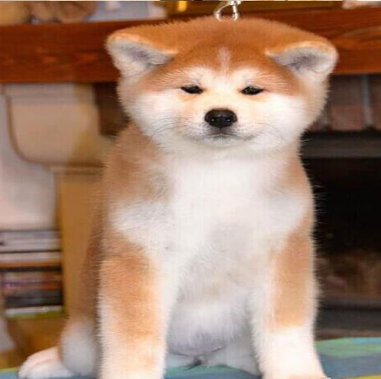 广元宠物狗犬舍出售秋田犬宠物狗市场买狗卖狗