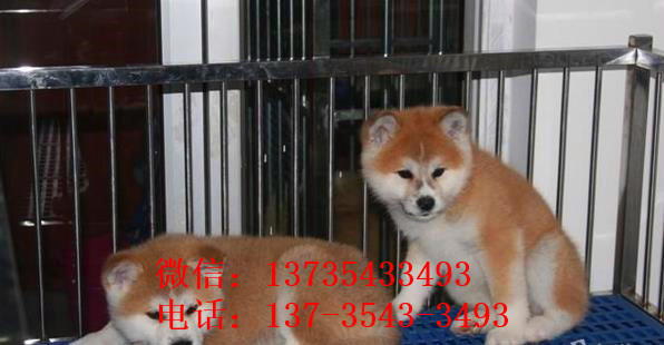合肥秋田犬舍出售宠物狗狗 哪里有狗卖 狗市在哪买狗