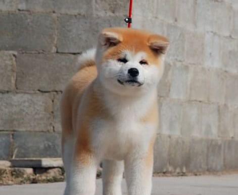 玉溪宠物狗犬舍出售秋田犬宠物狗市场买狗卖狗