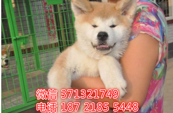 哈尔滨犬舍出售 秋田犬狗狗幼犬 哈尔滨哪里有狗场