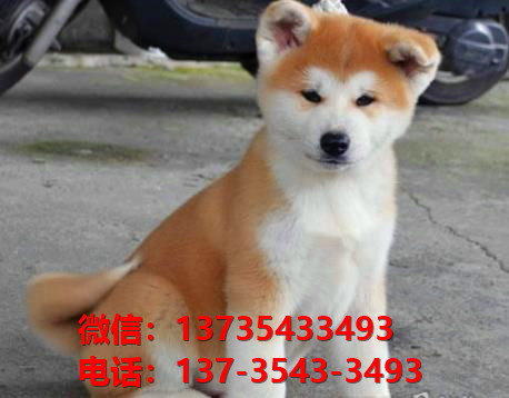 淮北犬舍出售秋田犬 宠物狗市场在哪 网上哪里有狗狗领养