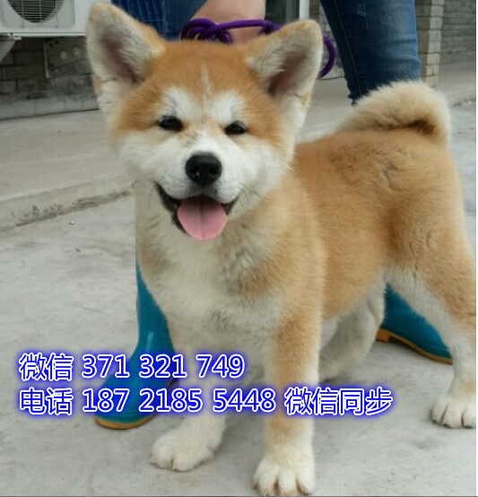 成都特价秋田犬出售纯种幼犬 大型犬 成都犬舍