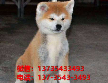 成都宠物狗犬舍出售纯种秋田犬 哪里有宠物狗市场在哪买狗