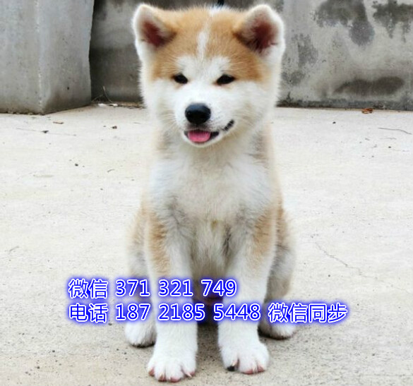 成都本地 秋田犬出售纯种幼犬 大型犬二哈雪橇